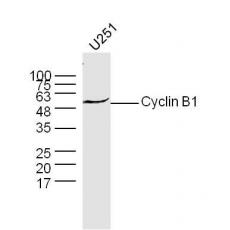 Anti-Cyclin B1 antibody