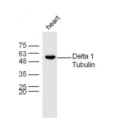 Anti-Delta 1 Tubulin antibody