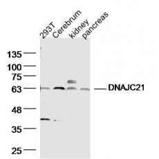 Anti-DNAJC21 antibody