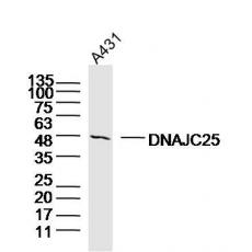 Anti-DNAJC25 antibody