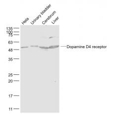 Anti-Dopamine D4 receptor antibody