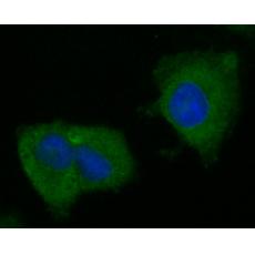 Anti-BCL2L15 antibody