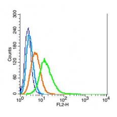 Anti-Dopamine D5 receptor antibody