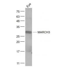 Anti-MARCH3 antibody