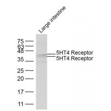 Anti-5HT4 Receptor antibody