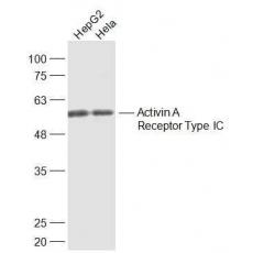 Anti-Activin A Receptor Type IC antibody