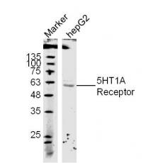 Anti-5HT1A Receptor antibody