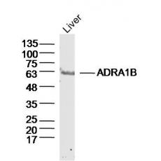 Anti-ADRA1B antibody