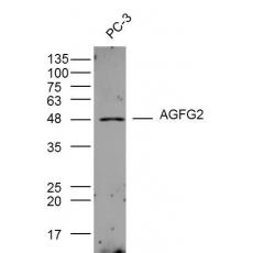 Anti-AGFG2 antibody