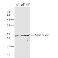 Anti-Alpha casein antibody