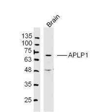Anti-APLP1 antibody