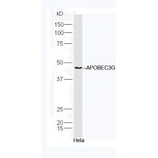 Anti-APOBEC3G antibody