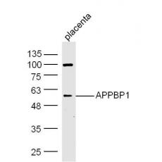 Anti-APPBP1 antibody