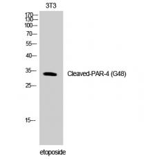 Anti-Cleaved-PAR-4 (G48) antibody