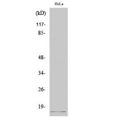 Anti-Cleaved-SUMO-2/3 (G93) antibody