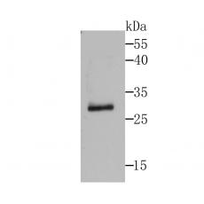 Anti-IL1 alpha antibody