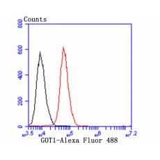 Anti-GOT1 antibody