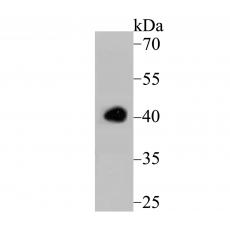 Anti-Apg3 antibody