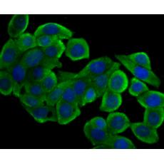 Anti-PTP1B antibody