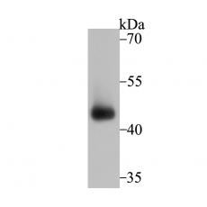 Anti-Connexin 43 antibody