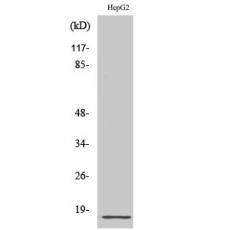 Anti-Ribosomal Protein L34 antibody