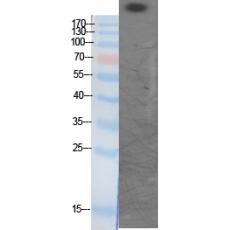 Anti-CBP (Acetyl Lys1535) antibody