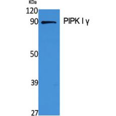 Anti-PIPK I γ antibody