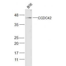 Anti-CCDC42 antibody