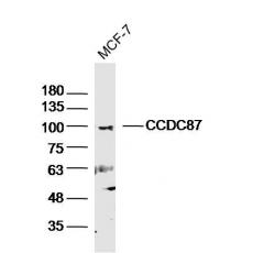 Anti-CCDC87 antibody