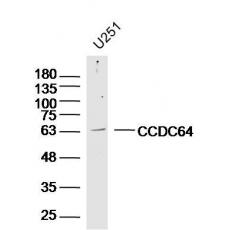 Anti-CCDC64 antibody