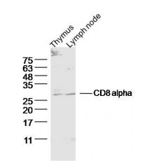 Anti-CD8 alpha antibody