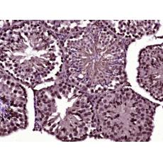 Anti-Cdc14A antibody