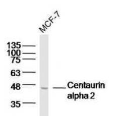 Anti-Centaurin alpha 2 antibody