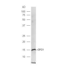 Anti-CFC1 antibody