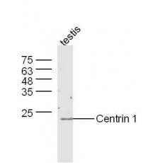 Anti-Centrin 1 antibody