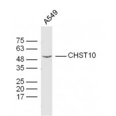 Anti-CHST10 antibody