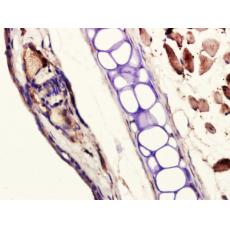 Anti-Collagen II antibody