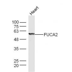 Anti-FUCA2 antibody