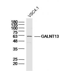 Anti-GALNT13 antibody