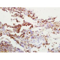 Anti-Gamma-Adaptin antibody