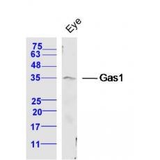 Anti-Gas1 antibody