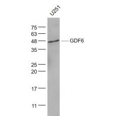 Anti-GDF6 antibody