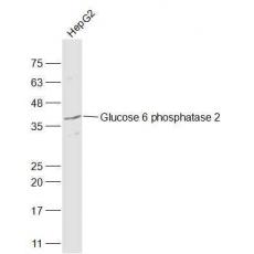 Anti-Glucose 6 phosphatase 2 antibody