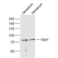 Anti-Glyt1 antibody