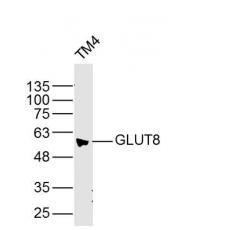 Anti-GLUT8 antibody