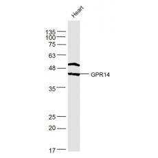 Anti-GPR14 antibody