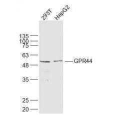 Anti-GPR44 antibody