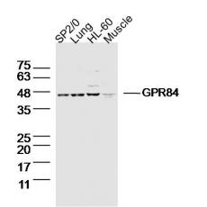 Anti-GPR84 antibody