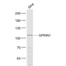 Anti-GPRIN1 antibody