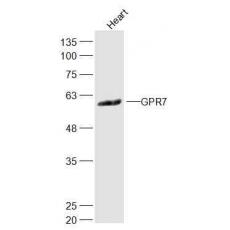 Anti-GPR7 antibody